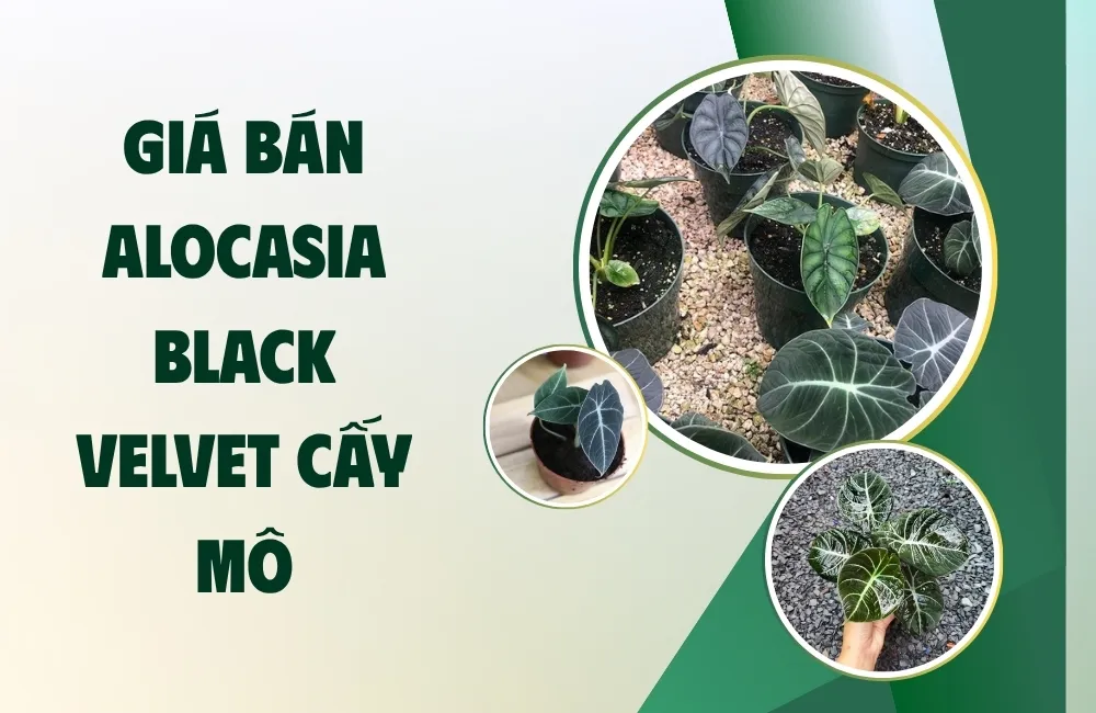 Tổng quan về Alocasia Black Velvet cấy mô