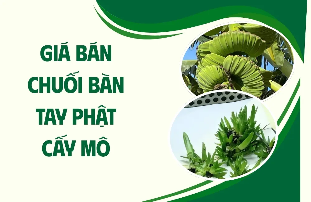 Giá bán Chuối bàn tay phật cấy mô hiện nay được tính theo những cách nào?