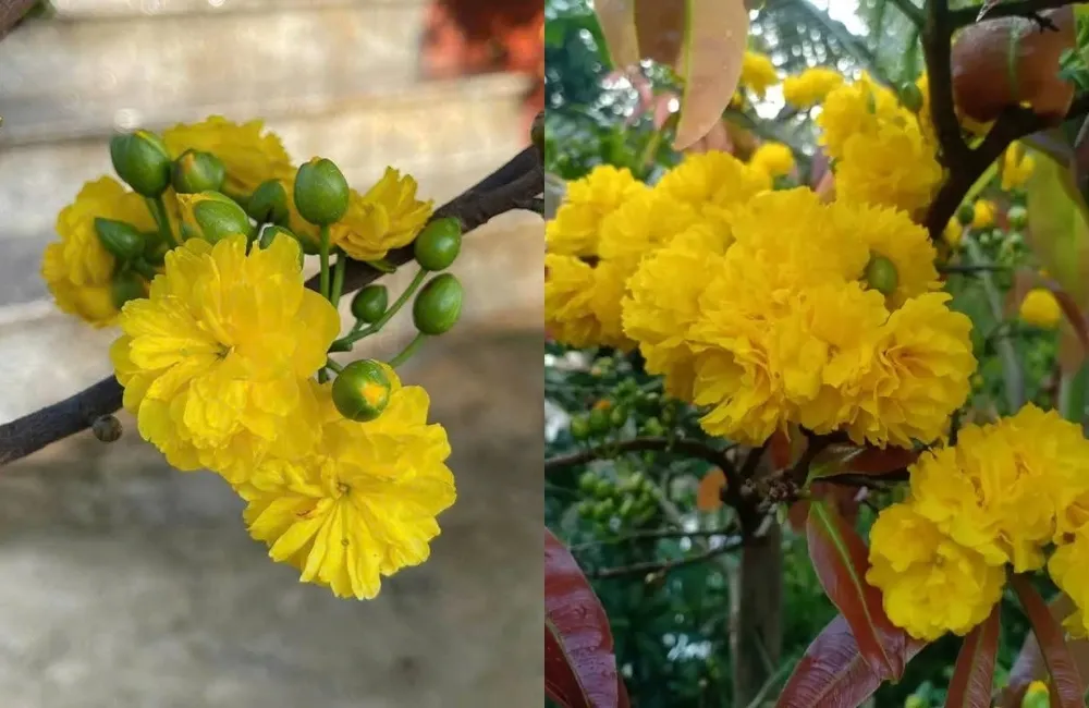Kinh nghiệm mua Mai cúc hoàng huyết long cấy mô đúng giá, đúng chất lượng