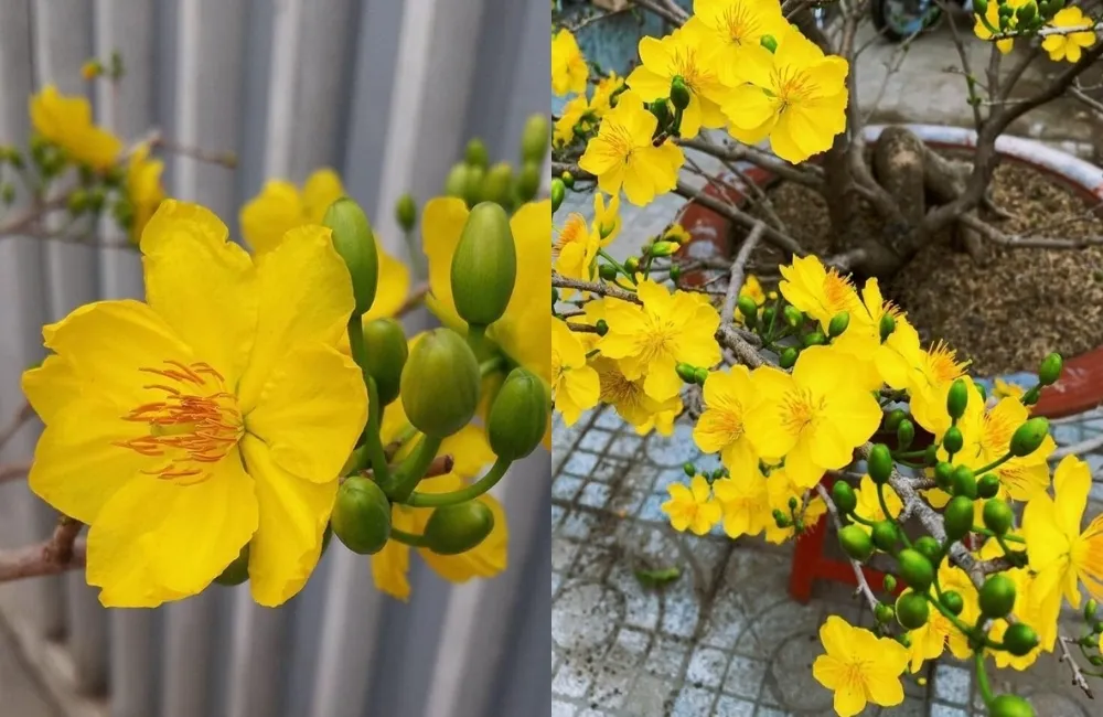 Bảng giá tham khảo Mai cúc tường vy cấy mô trên thị trường