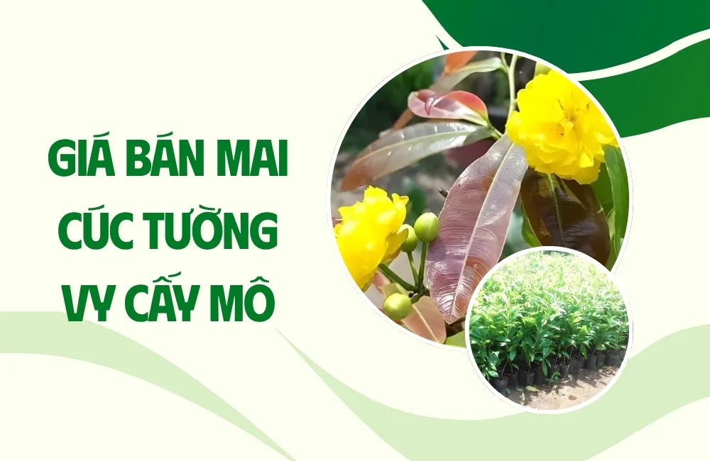 Giá bán Mai cúc tường vy cấy mô hiện nay được xác định như thế nào?
