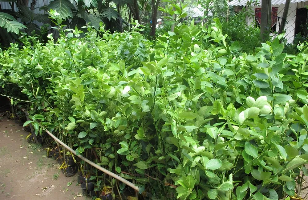 Điều kiện trồng và năng suất thực tế