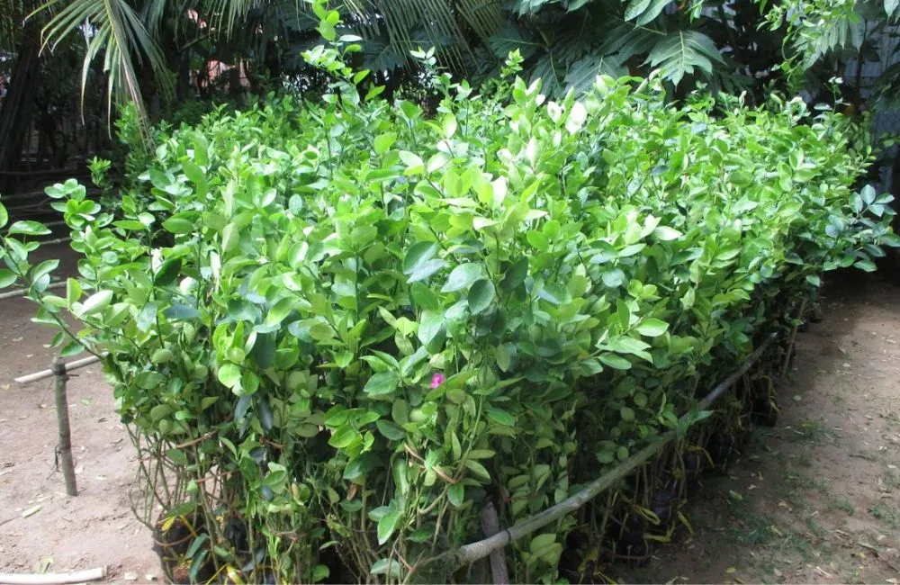 Kinh nghiệm trồng chanh giấy hiệu quả và quyết định đầu tư