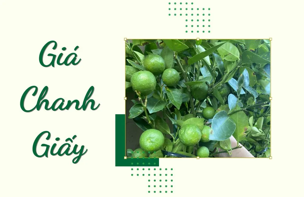 Giá Chanh Giấy hiện nay trên thị trường
