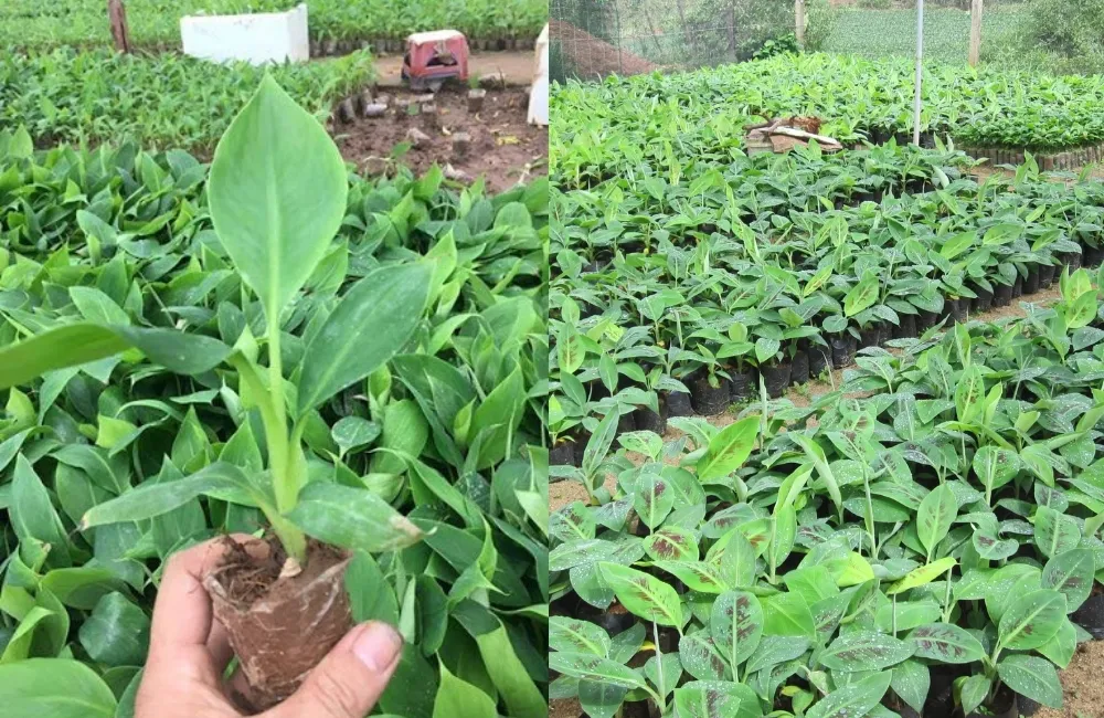 Các yếu tố ảnh hưởng đến giá chuối Laba cấy mô