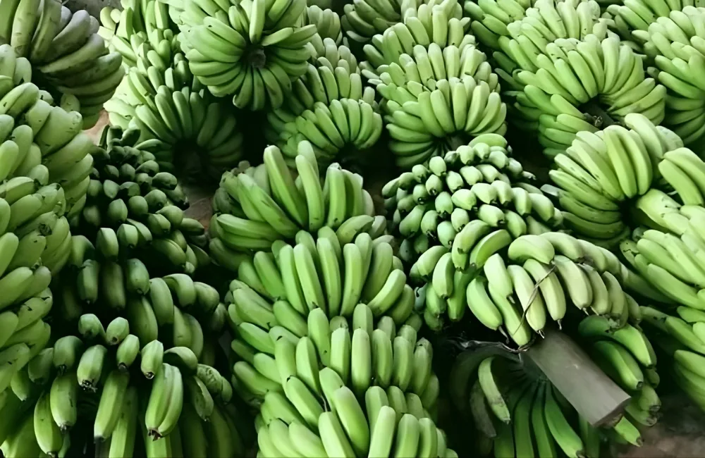 Kinh nghiệm chọn mua chuối Laba cấy mô giá tốt, chất lượng