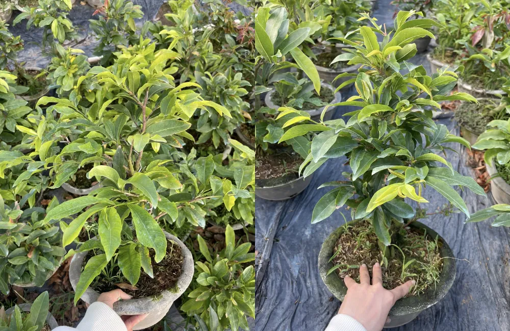 Những yếu tố ảnh hưởng đến giá mai cúc hương chùm cấy mô