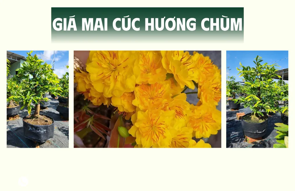 Tổng quan về mai cúc hương chùm cấy mô