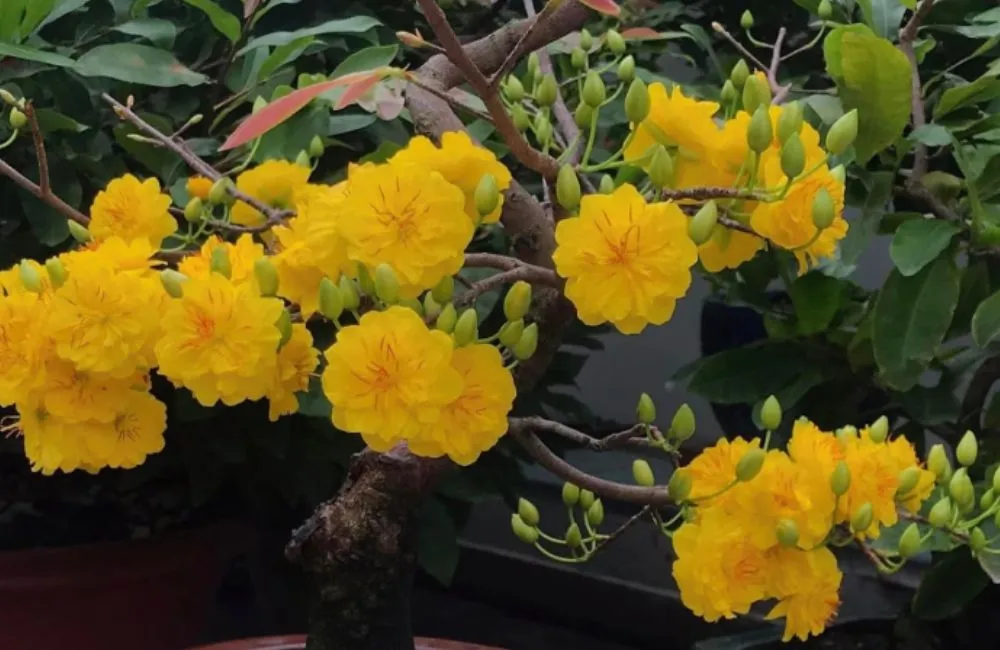 Giá mai Cúc Thọ Hương