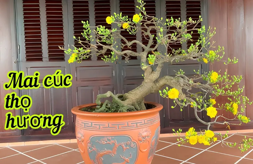 Giá mai Cúc Thọ Hương