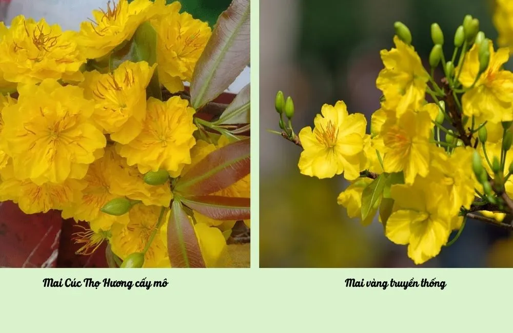 Giá mai Cúc Thọ Hương