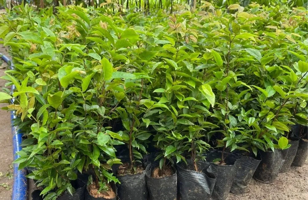 Phân tích hiệu quả kinh tế khi trồng Nho Thân Gỗ 12 vụ
