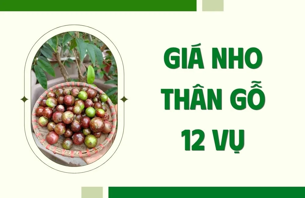 Giá Nho Thân Gỗ 12 dịch vụ trên thị trường hiện nay