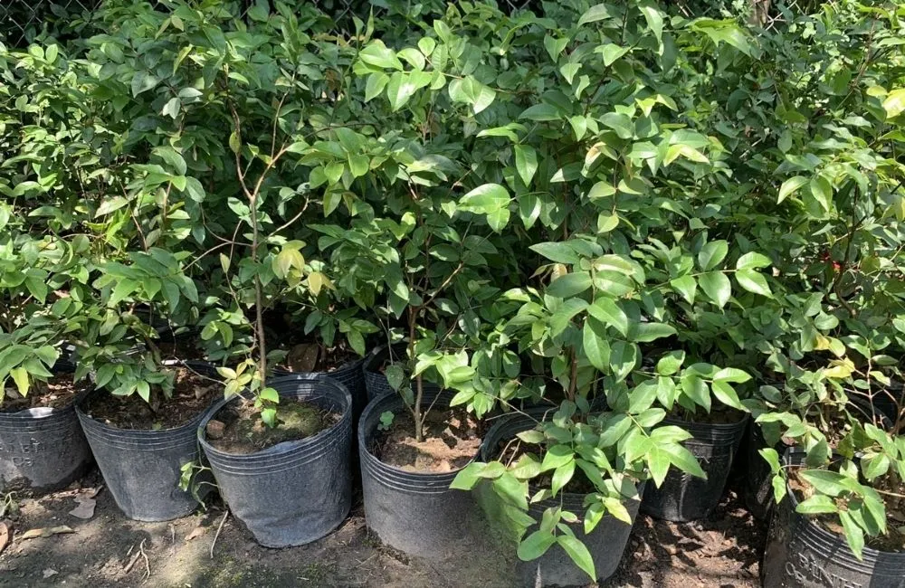 Có nên đầu tư Nho Thân Gỗ Tứ Quý không?