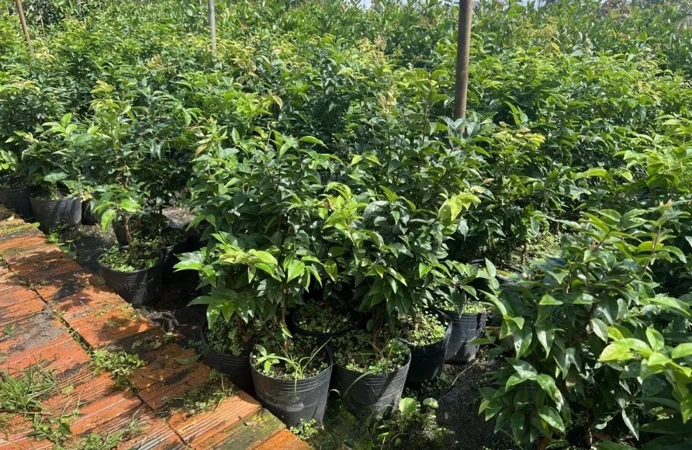 Bài toán đầu tư: Trồng Nho Thân Gỗ Tứ Quý tốn gì – lời gì?