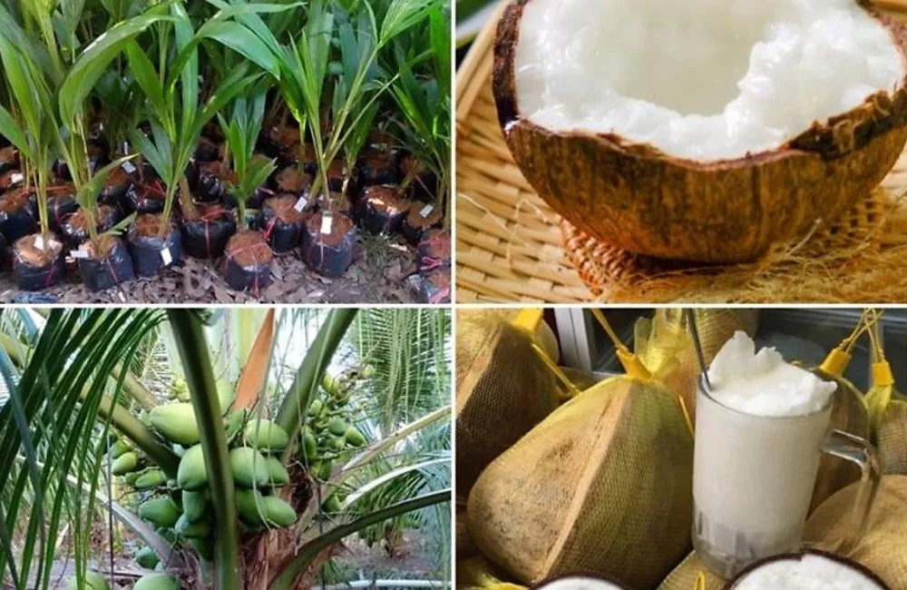 Giá trị kinh tế dừa sáp
