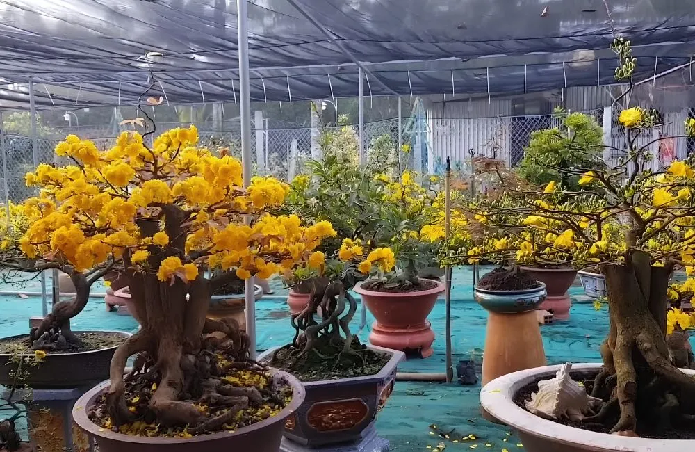 Giá trị mai Cúc Thọ Hương và ứng dụng