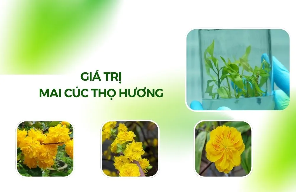 Giá trị mai Cúc Thọ Hương và ứng dụng