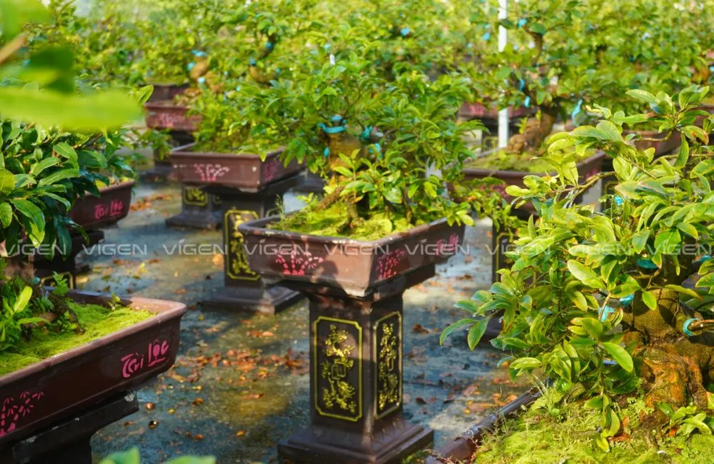 Giá trị mai Cúc Thọ Hương và ứng dụng