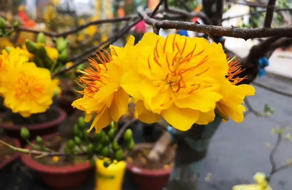Giá trị mai Cúc Thọ Hương và ứng dụng