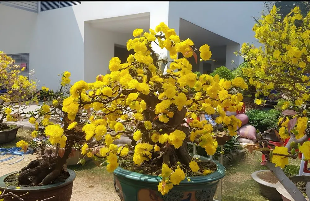 Giá trị mai Cúc Thọ Hương và ứng dụng