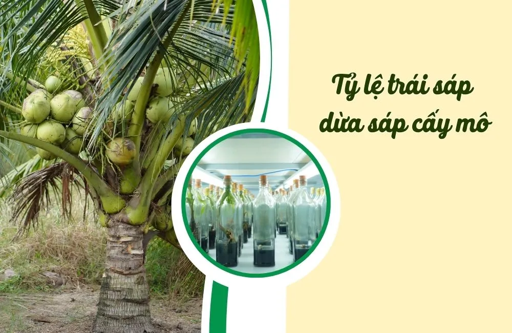 Gióng dừa sáp cấy mô