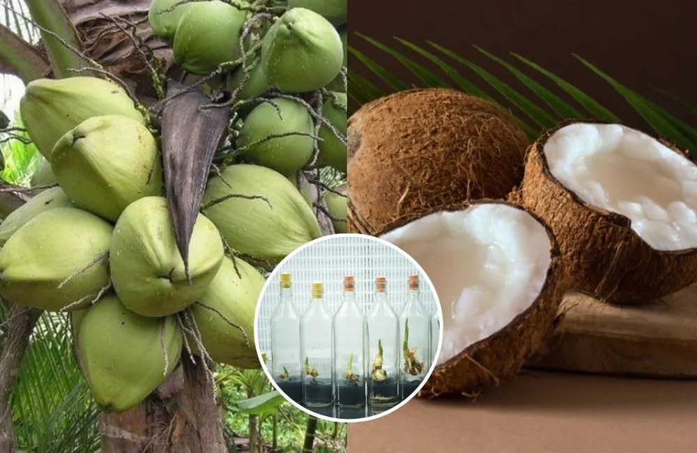 Giống dừa sáp cấy mô