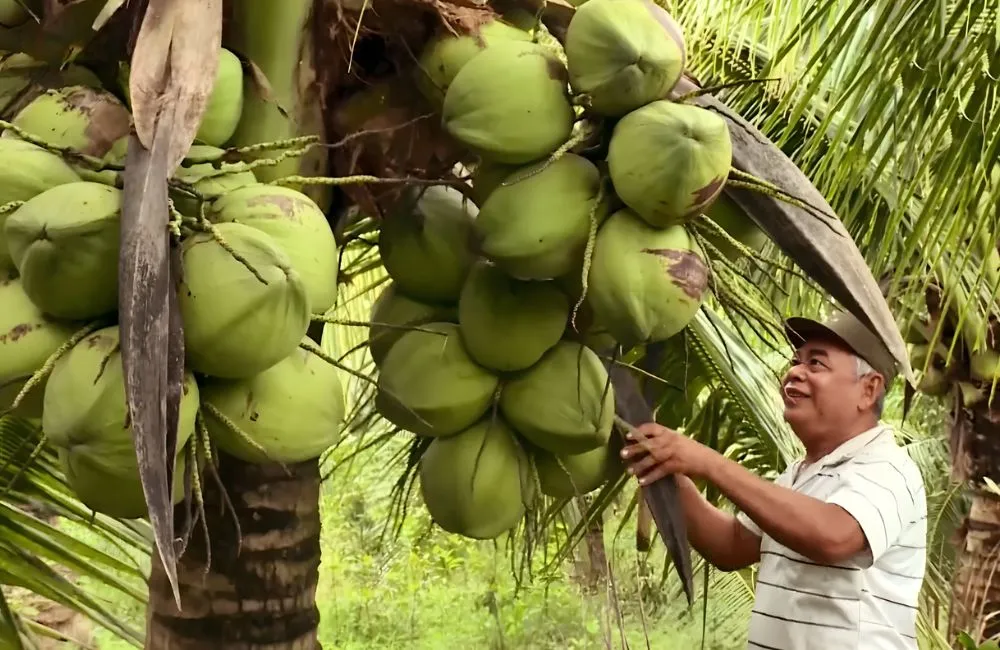 Giống dừa sáp cấy mô
