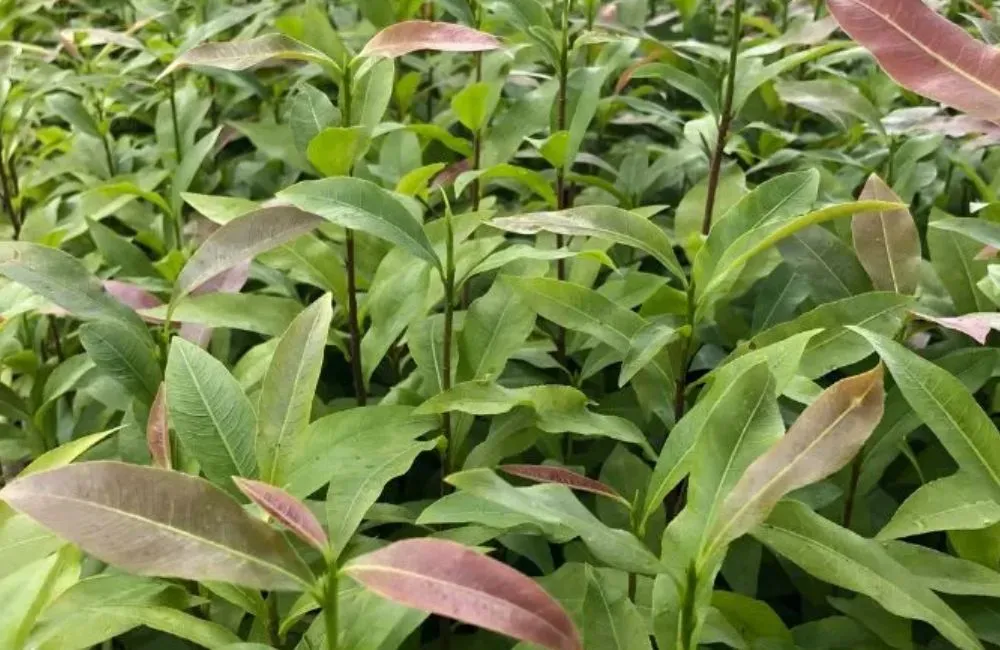 Giống mai vàng cấy mô