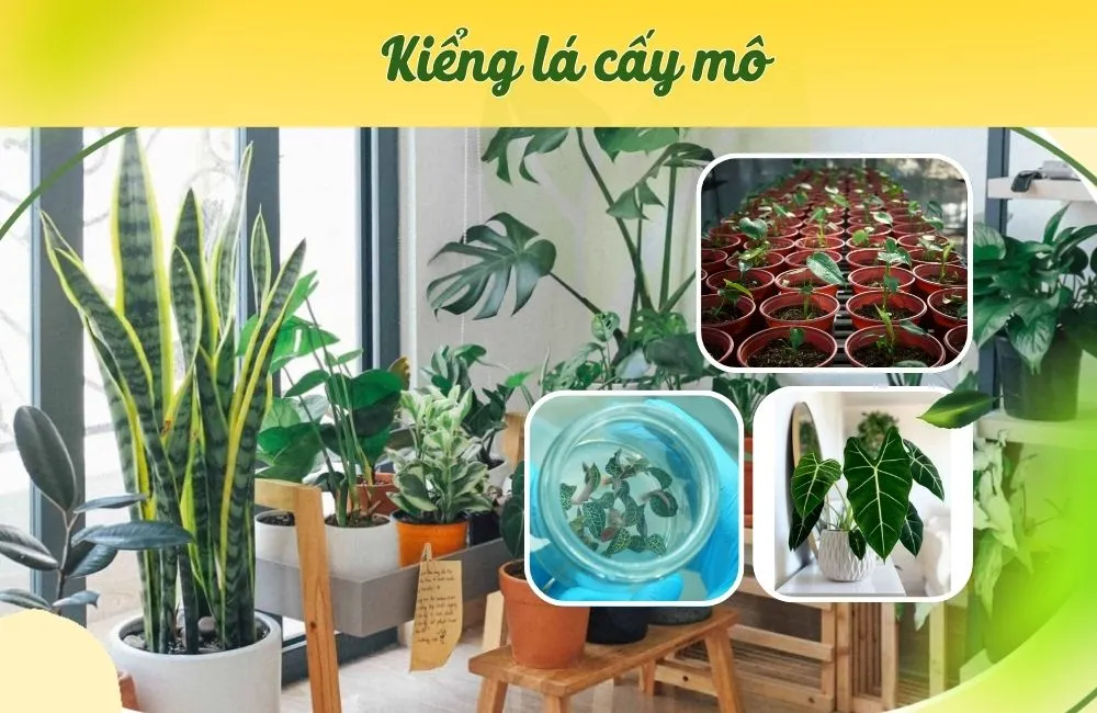 Cây kiểng lá cấy mô: Giải pháp cho người mới chơi cây