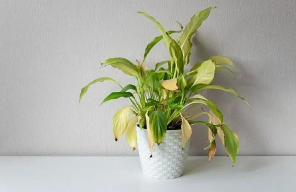 Cây kiểng lá cấy mô: Giải pháp cho người mới chơi cây