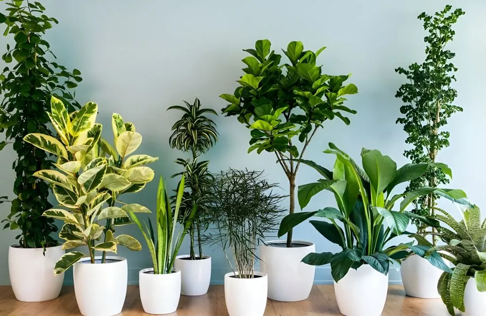 Cây kiểng lá cấy mô: Giải pháp cho người mới chơi cây