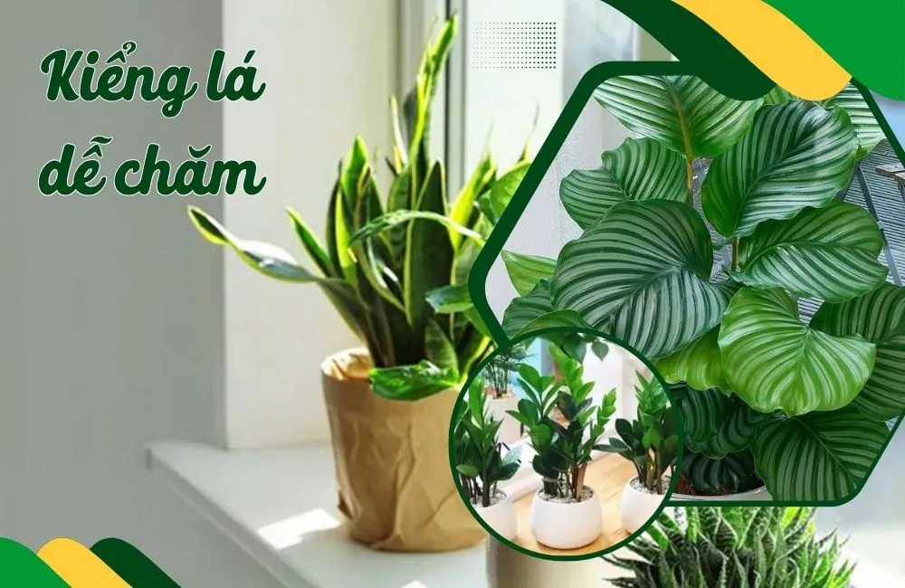 Kiểng lá dễ chăm