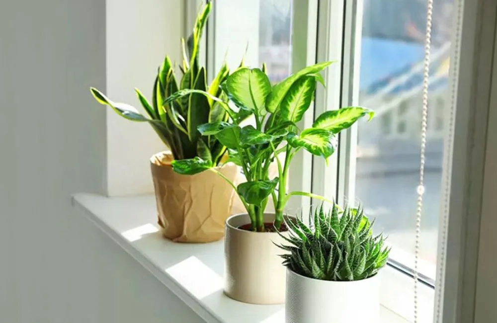So sánh giữa chuối tiêu hồng cấy mô và trồng truyền thống