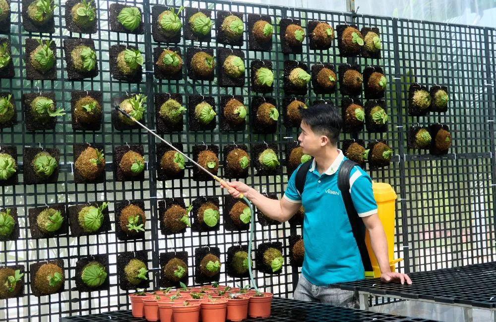 Kinh nghiệm trồng cây giống cấy mô