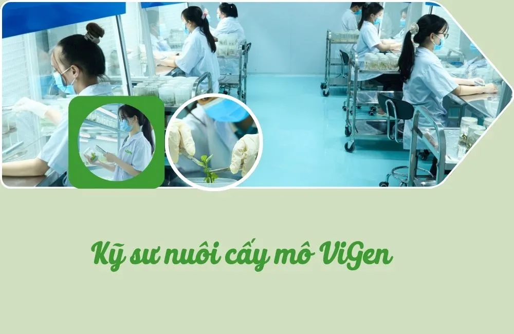 Đội ngũ kỹ sư nuôi cấy mô ViGen