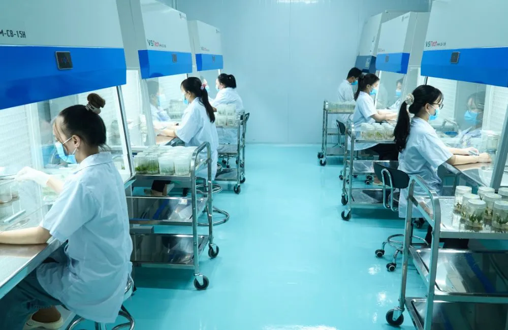 Đội ngũ kỹ sư nuôi cấy mô ViGen