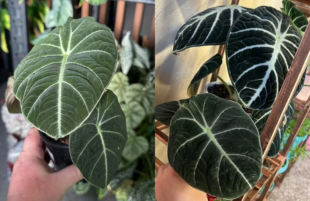 Thiết lập môi trường chăm sóc phù hợp cho Alocasia Black Velvet cấy mô