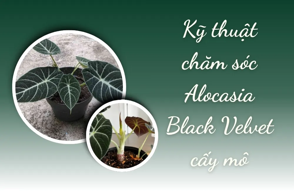 Đặc điểm của Alocasia Black Velvet cấy mô ảnh hưởng đến cách chăm sóc