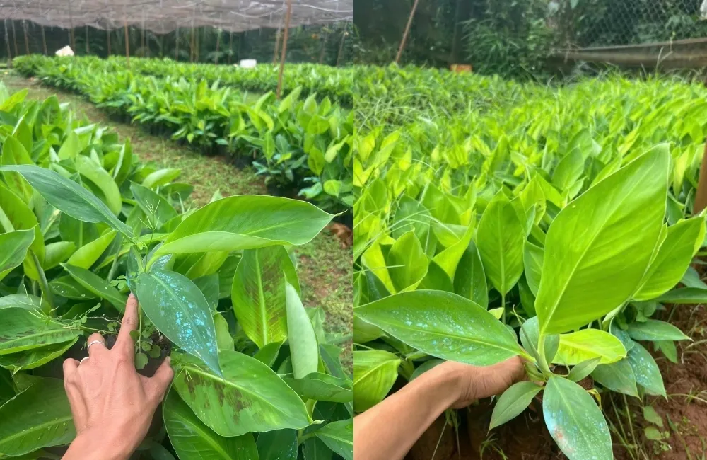 Thiết lập điều kiện chăm sóc phù hợp cho Chuối Laba cấy mô
