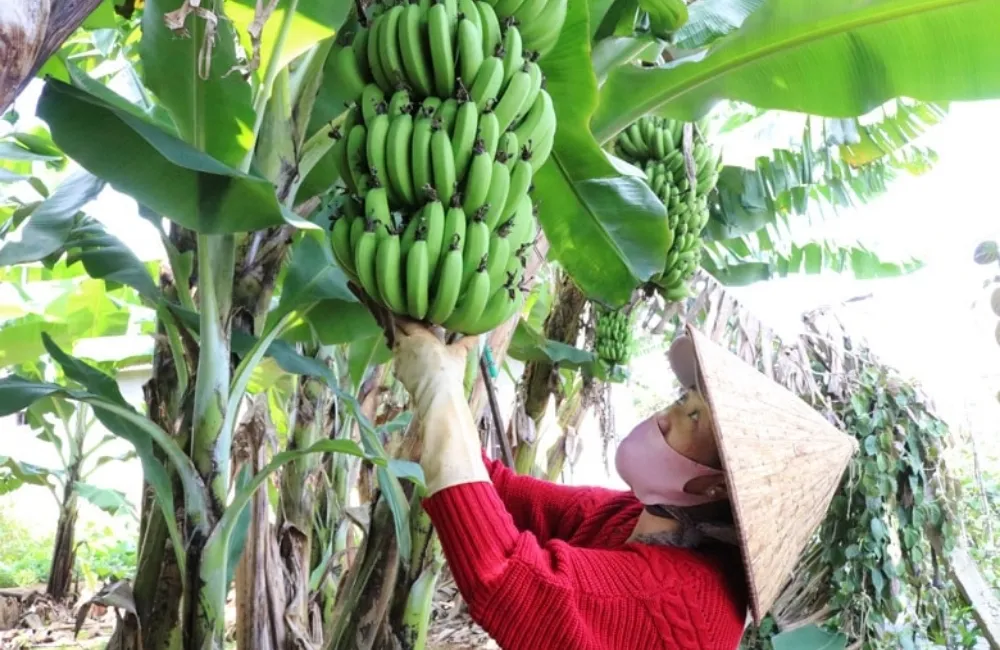 Kỹ thuật giúp Chuối Laba cấy mô đạt năng suất cao và hạn chế rủi ro