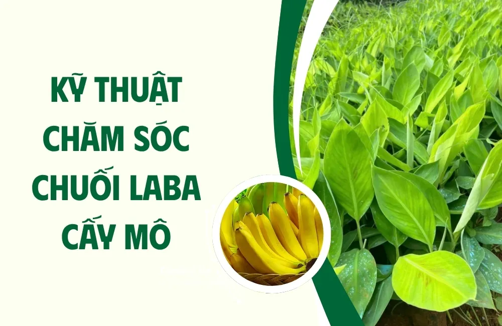 Đặc điểm sinh trưởng của Chuối Laba cấy mô ảnh hưởng đến cách chăm sóc