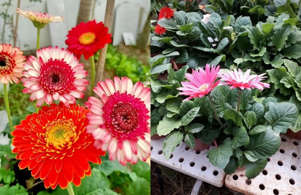 Kỹ thuật chăm sóc cúc đồng tiền cấy mô chi tiết theo từng giai đoạn