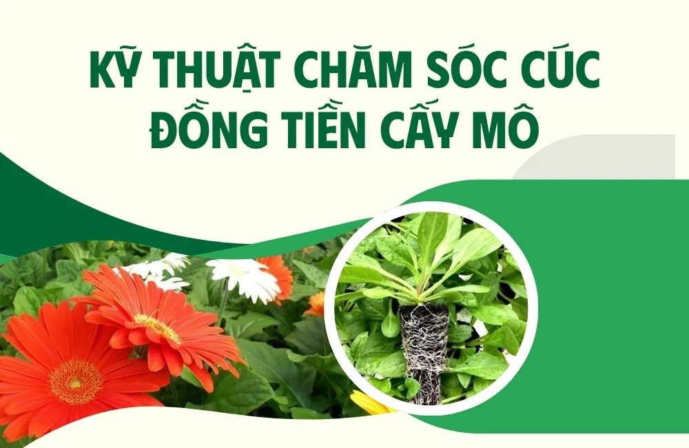 Đặc điểm sinh trưởng của cúc đồng tiền cấy mô ảnh hưởng đến cách chăm sóc