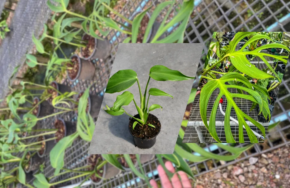 Tổng quan về Monstera Burle Marx Flame cấy mô