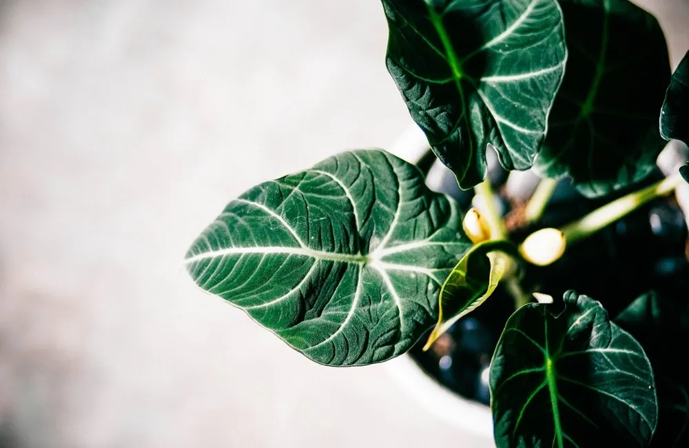 Quy trình trồng Alocasia Black Velvet cấy mô đúng kỹ thuật