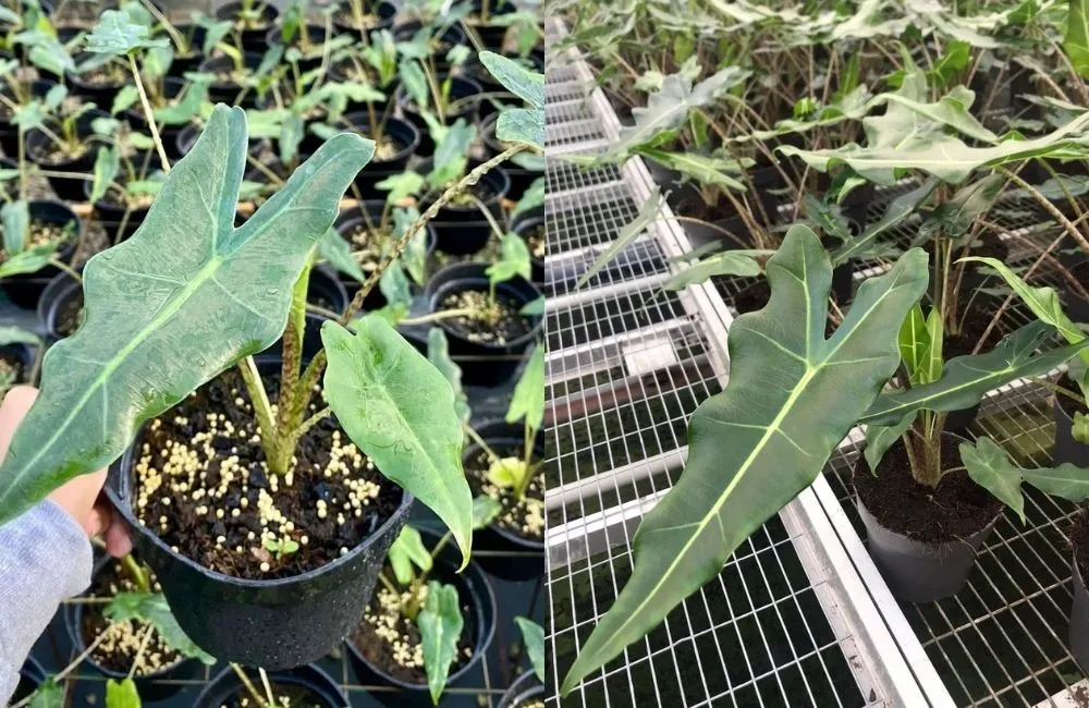 Cách chọn cây giống khỏe, đạt chuẩn