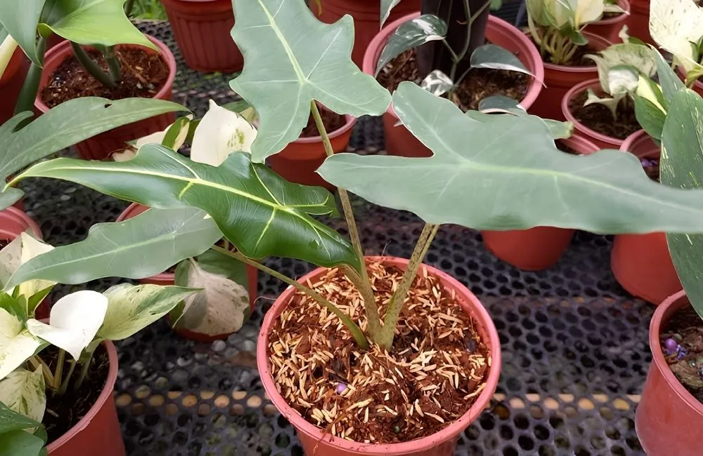 Chăm sóc và tối ưu sinh trưởng cho Alocasia Sarian