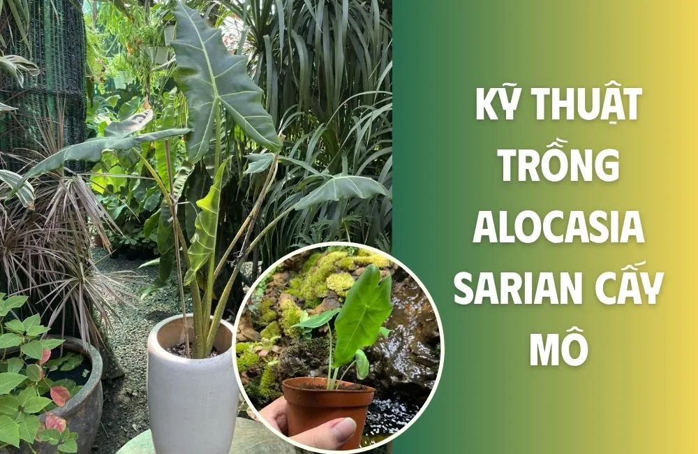 Đặc điểm và yêu cầu sinh trưởng của Alocasia Sarian cấy mô