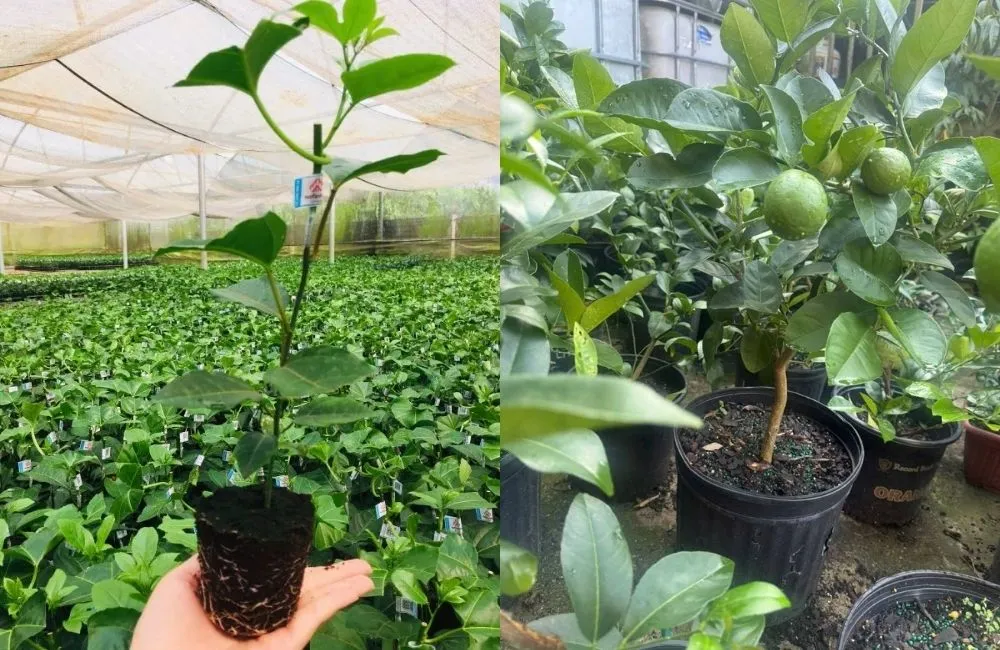 Kỹ thuật trồng Chanh Giấy đúng chuẩn